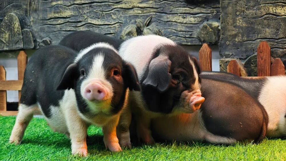 新华社调查：猪肉价格为何持续下跌？